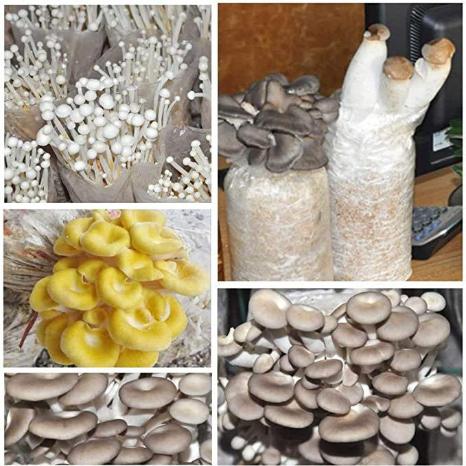 Mushroom Grow Bag (2) Mushroom Grow Bag