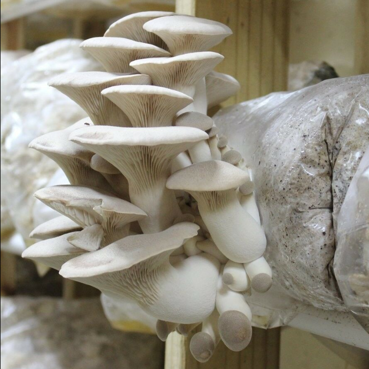 Mushroom Grow Bag Mushroom Grow Bag