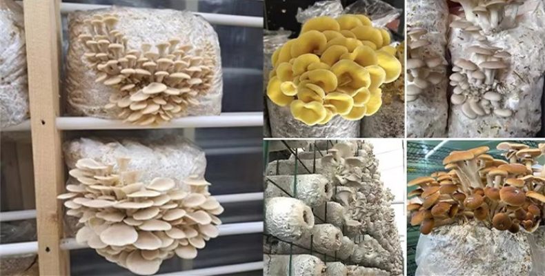 Mushroom Grow Bag